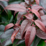 Leucothoe Arbusto Planta de Exterior Hojas rojas