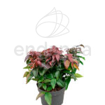Leucothoe Arbusto Planta de Exterior