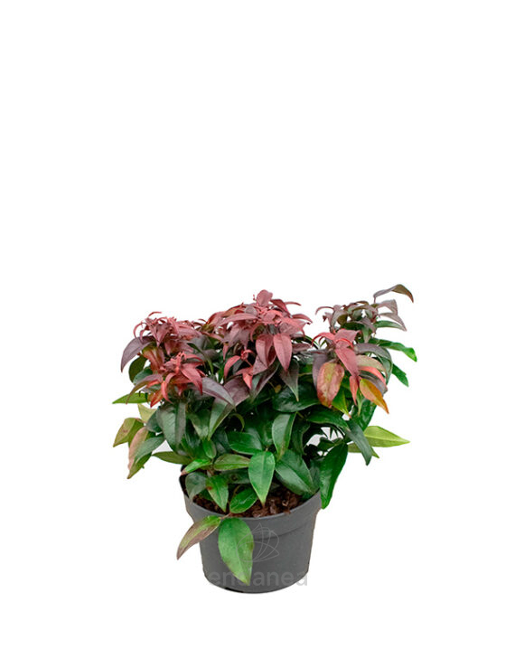 Leucothoe Arbusto Planta de Exterior