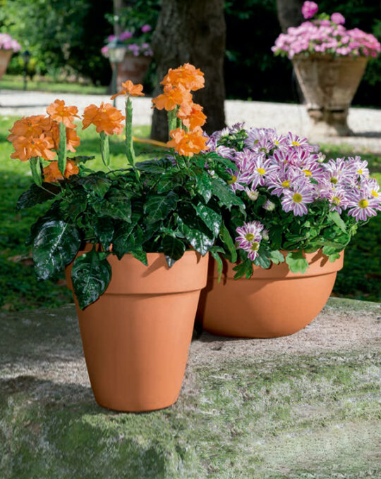 maceta-de-barro-alta-con-planta