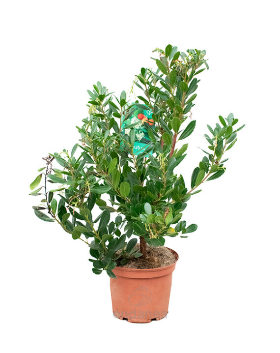 Madroño Arbusto Árbol Frutal