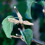 Fitobalsam Masilla para Injertos Zapi