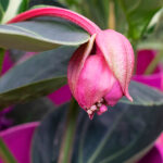 Medinilla Magnifica - Planta con Flor