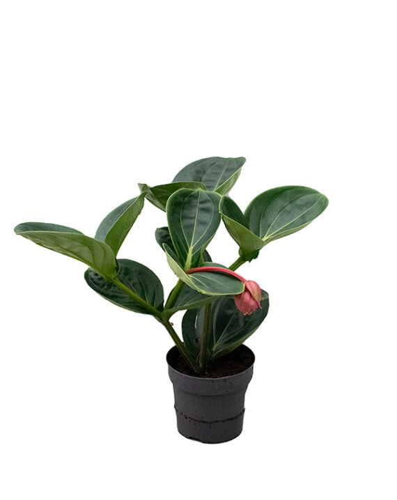 Medinilla Magnifica - Planta de Interior