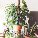 Monstera Deliciosa Tutor Decoración de Interior