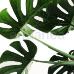 Monstera Deliciosa Tutor Hoja