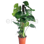 Monstera Deliciosa Tutor - Planta de Interior