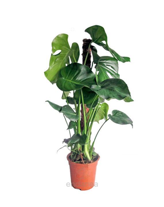 Monstera Deliciosa Tutor - Planta de Interior