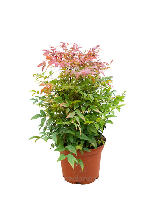 nandina-domestica-arbusto