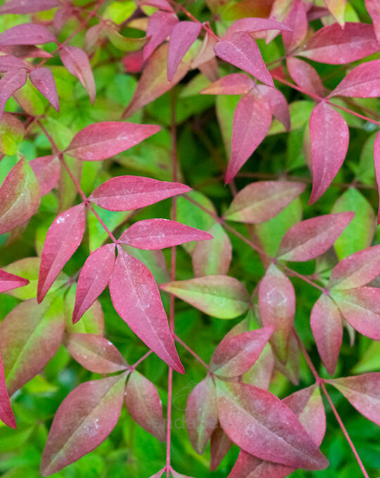 nandina-domestica-arbusto-hojas-colores-detalles
