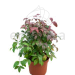 Nandina Fire Power Arbustos todo el año