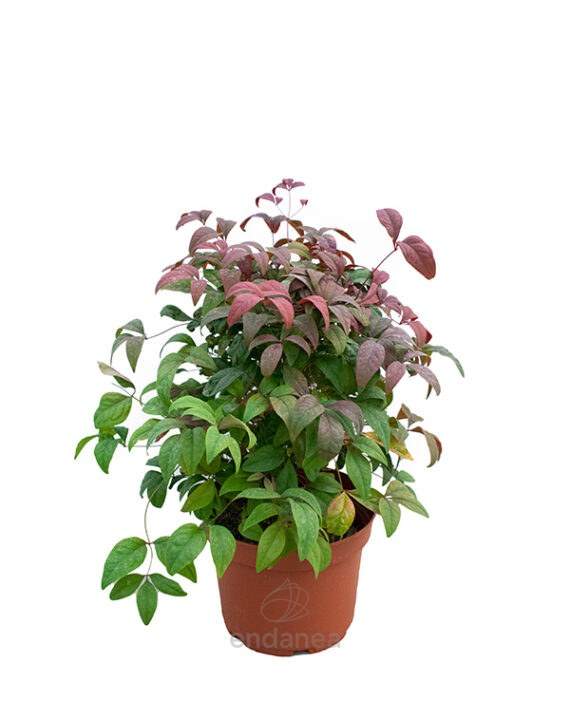 Nandina Fire Power Arbustos todo el año