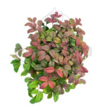 Nandina Fire Power Arbustos Hojas