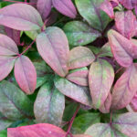 Nandina Fire Power Arbustos Hojas Coloridas