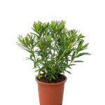 Nerium Oleander (Adelfa) Arbusto