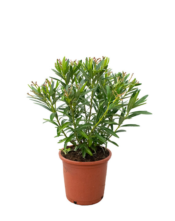 Nerium Oleander (Adelfa) Arbusto