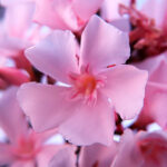 Nerium Oleander (Adelfa) Arbusto Flores