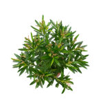 Nerium Oleander (Adelfa) Arbusto Hojas