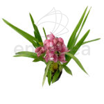 Orquídea Cymbidium - Planta de Interio