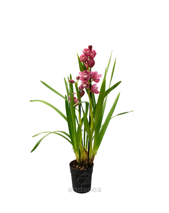 Orquídea Cymbidium - Planta de Interio