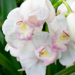 Orquídea Cymbidium - Planta con Flor Blanca