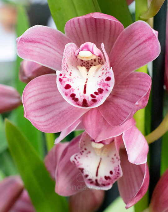 orquidea-cymbidium-planta-de-interior-rosa