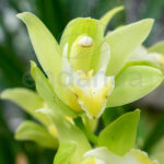 Orquídea Cymbidium - Planta con Flor Verde