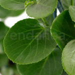 Compra la Peperomia Polybotrya Raindrop Hojas