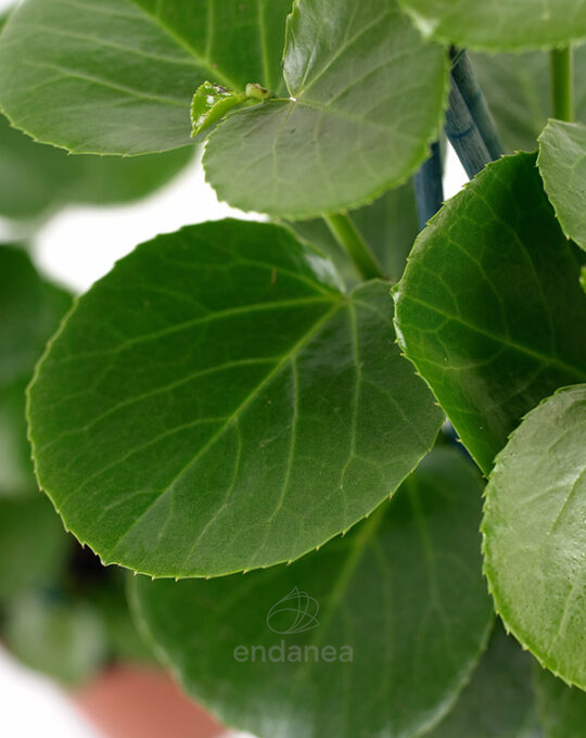peperomia-polybotrya-raindrop-detalle-hojas