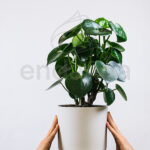Compra la Peperomia Polybotrya Raindrop - Planta de Interior