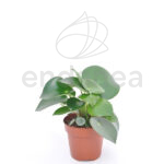 Compra la Peperomia Polybotrya Raindrop - Planta de Interior