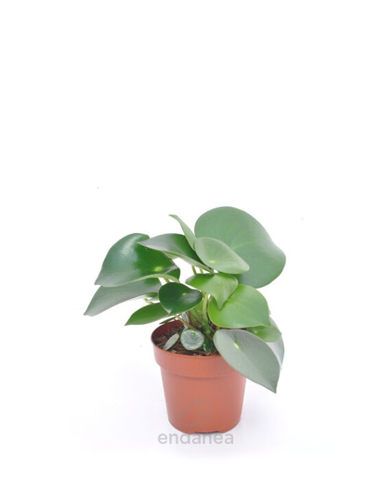 Compra la Peperomia Polybotrya Raindrop - Planta de Interior