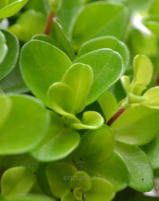 peperomia-rotundifolia-colgante-hojas