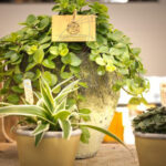 Compra la Peperomia Rotundifolia - Planta de Interior