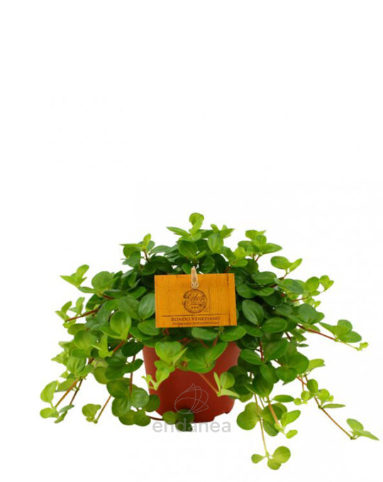 peperomia-rotundifolia-planta-de-interior