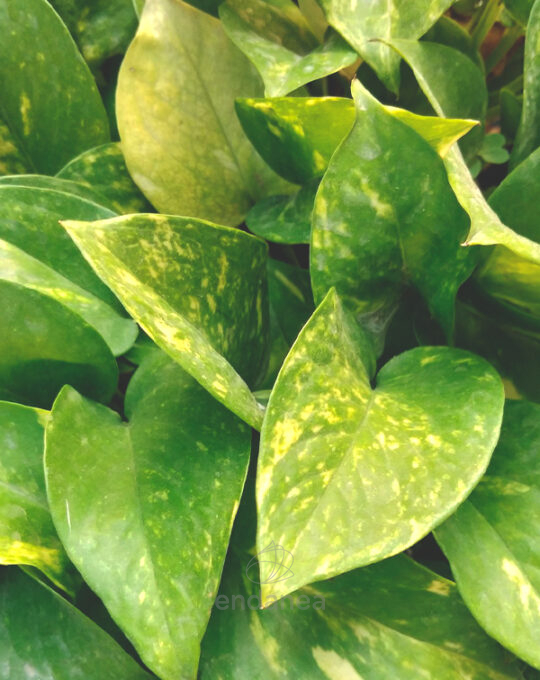 photos-epipremnum-aureum-hojas-tutor