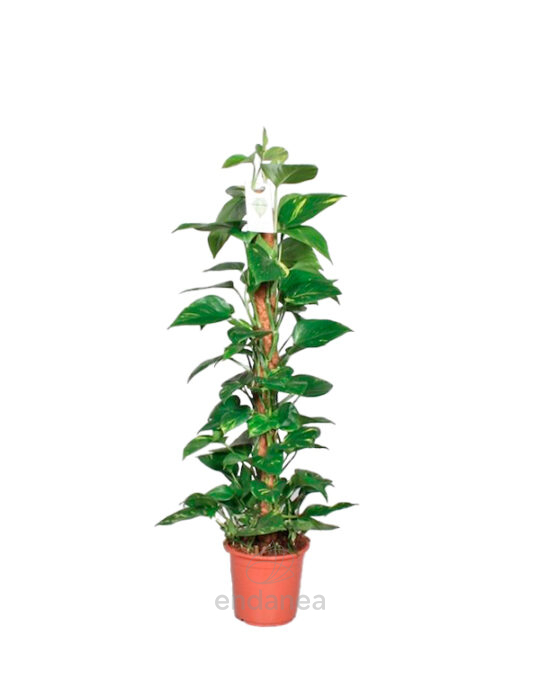 photos-epipremnum-aureum-tutor