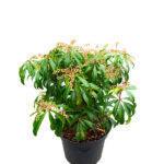 Pieris Japonica Arbusto