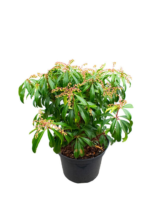 pieris-japonica-arbusto-andromeda