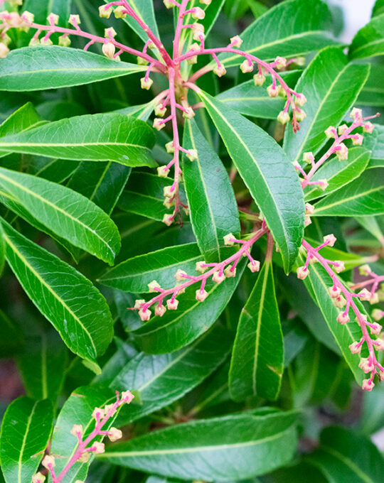 pieris-japonica-arbusto-hojas-detalle