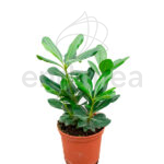 Pittosporum Arbusto Planta de Exterior Setos