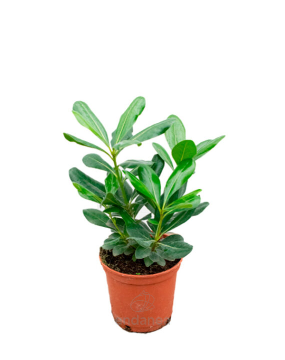 Pittosporum Arbusto Planta de Exterior Setos