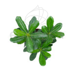 Pittosporum Arbusto Planta de Exterior Setos