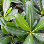 Pittosporum Arbusto Planta de Exterior Hojas