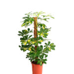 Schefflera Arboricola Variegata - Planta de Interior