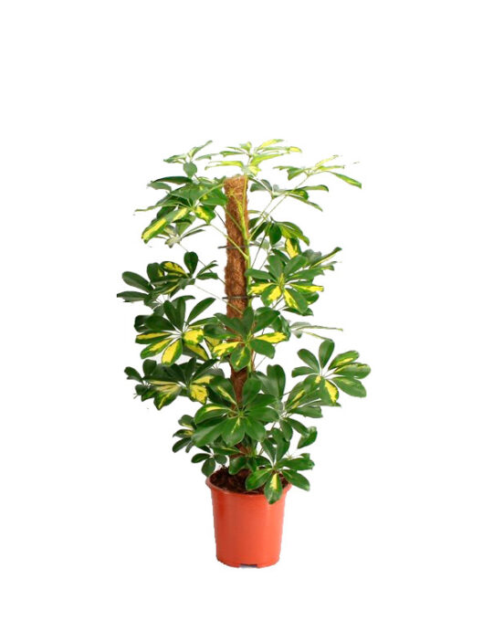 schefflera-arboricola-variegata