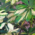Schefflera Arboricola Variegata Hojas