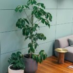 Schefflera Arboricola Variegata - Planta de Interior