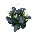 Stephanotis Floribunda Jazmín de Madagascar - Plantas con Flor