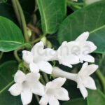 Stephanotis Floribunda Jazmín de Madagascar - Plantas con Flor